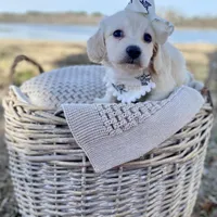 Aspen  -LH ee cream, a female Dachshund and Miniature Dachshund for sale in Abbeville, GA – Photo 3 of 10