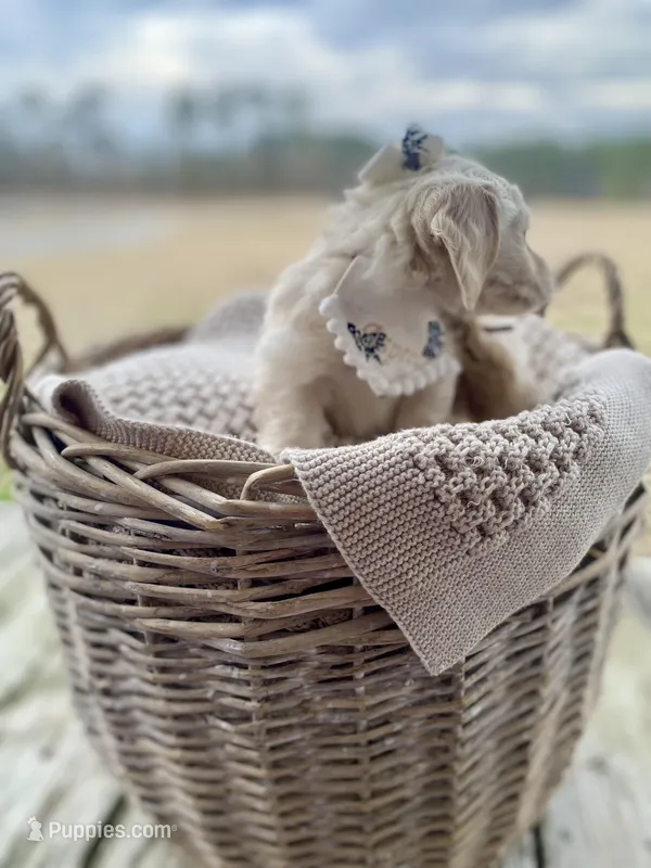 Aspen  -LH ee cream – Dachshund, Miniature Dachshund puppy for sale in Abbeville, GA