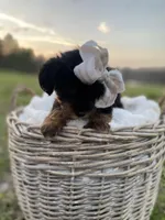 Claire Rose, a female Yorkshire Terrier for sale in Abbeville, GA – Photo 3 of 10