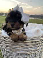 Claire Rose, a female Yorkshire Terrier for sale in Abbeville, GA – Photo 7 of 10