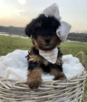 Claire Rose, a female Yorkshire Terrier for sale in Abbeville, GA – Photo 5 of 10