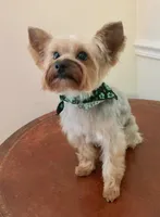 Claire Rose, a female Yorkshire Terrier for sale in Abbeville, GA – Photo 10 of 10