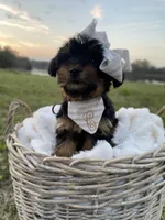 Claire Rose, a female Yorkshire Terrier for sale in Abbeville, GA – Photo 6 of 10