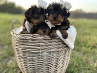 Claire Rose, a female Yorkshire Terrier for sale in Abbeville, GA – Photo 4 of 10