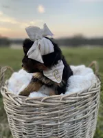 Claire Rose, a female Yorkshire Terrier for sale in Abbeville, GA – Photo 2 of 10