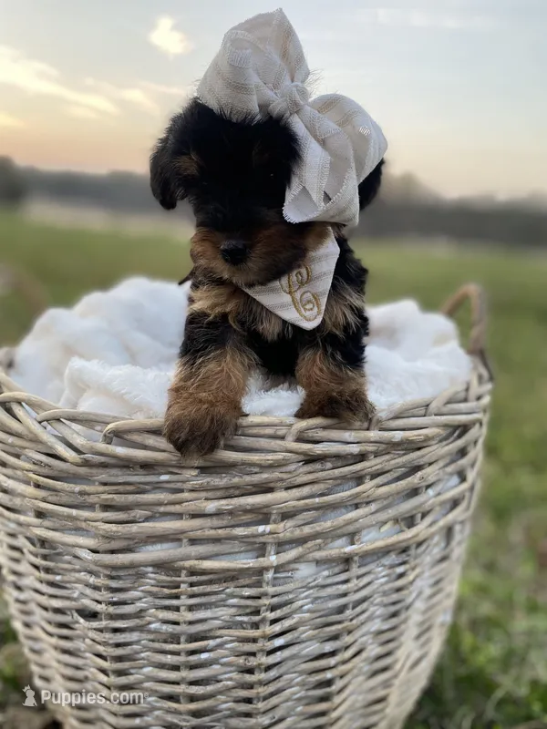 Claire Rose – Yorkshire Terrier puppy for sale in Abbeville, GA