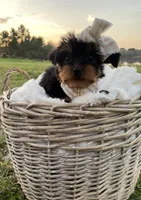 Addie Grace, a female Yorkshire Terrier for sale in Abbeville, GA – Photo 7 of 10