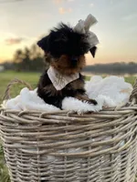 Addie Grace, a female Yorkshire Terrier for sale in Abbeville, GA – Photo 6 of 10