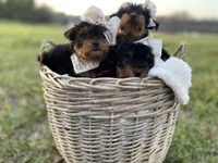 Addie Grace, a female Yorkshire Terrier for sale in Abbeville, GA – Photo 9 of 10