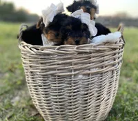 Addie Grace, a female Yorkshire Terrier for sale in Abbeville, GA – Photo 3 of 10