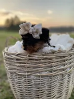 Addie Grace, a female Yorkshire Terrier for sale in Abbeville, GA – Photo 2 of 10