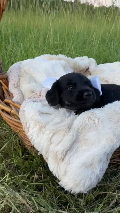 Grizzly , a male Dachshund and Miniature Dachshund for sale in Rochelle, GA – 5 of 10