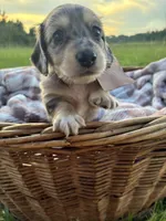 Sebastian, a male Dachshund and Miniature Dachshund for sale in Rochelle, GA – 2 of 9