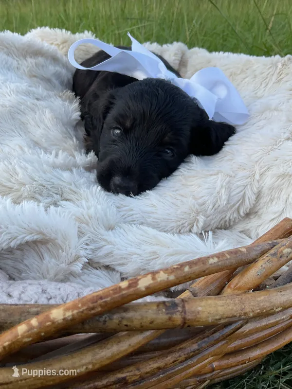 AKC Grizzly  – Dachshund, Miniature Dachshund puppy for sale in Rochelle, GA