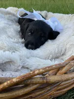 Grizzly , a male Dachshund and Miniature Dachshund for sale in Rochelle, GA – 10 of 10