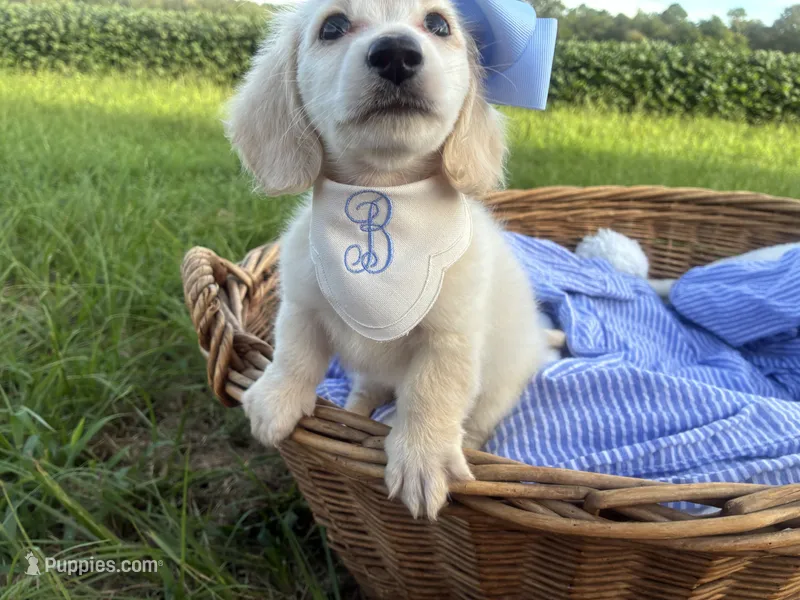 Snowball – Dachshund, Miniature Dachshund puppy for sale in Rochelle, GA