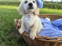 Snowball, a female Dachshund and Miniature Dachshund for sale in Rochelle, GA – 1 of 8