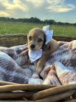 Tiny, a female Dachshund and Miniature Dachshund for sale in Rochelle, GA – 7 of 10