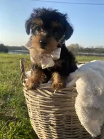 Bentley Oliver, a male Yorkshire Terrier for sale in Abbeville, GA – Photo 2 of 9