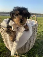 Bentley Oliver, a male Yorkshire Terrier for sale in Abbeville, GA – Photo 4 of 9