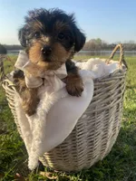 Bentley Oliver, a male Yorkshire Terrier for sale in Abbeville, GA – Photo 6 of 9