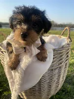 Bentley Oliver, a male Yorkshire Terrier for sale in Abbeville, GA – Photo 5 of 9