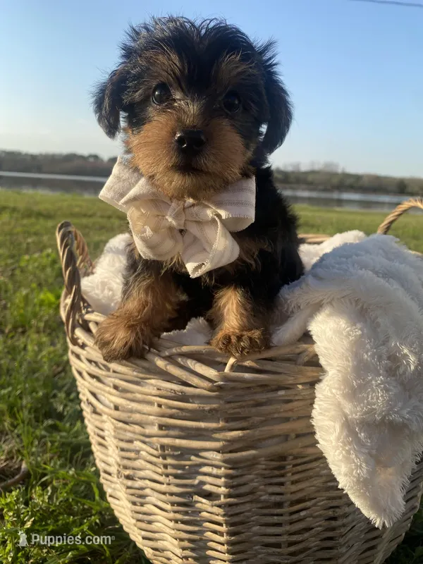 Bentley Oliver – Yorkshire Terrier puppy for sale in Abbeville, GA