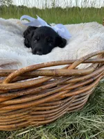 Grizzly , a male Dachshund and Miniature Dachshund for sale in Rochelle, GA – 3 of 10
