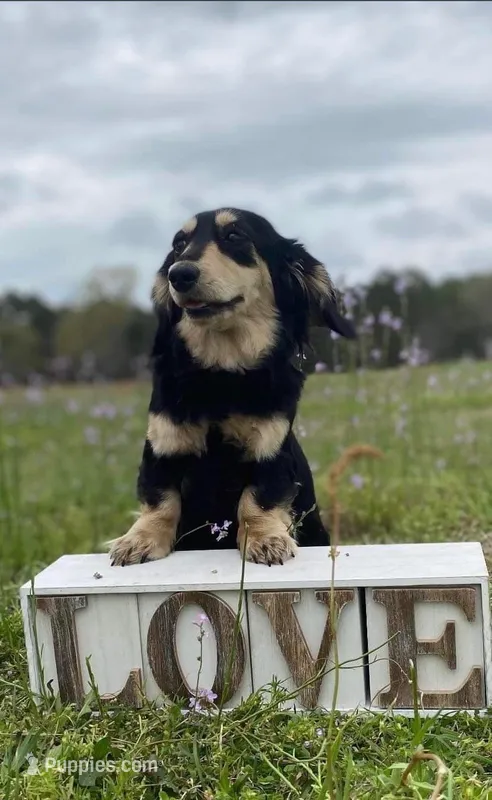 Gabby – Dachshund, Miniature Dachshund puppy for sale in Rochelle, GA