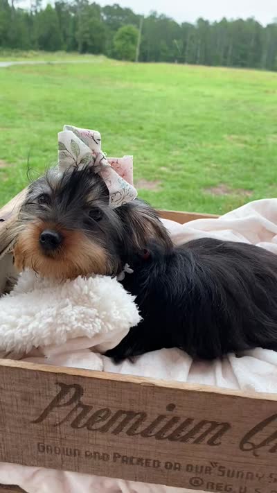Addie Grace, a female Yorkshire Terrier for sale in Abbeville, GA – 2 of 10