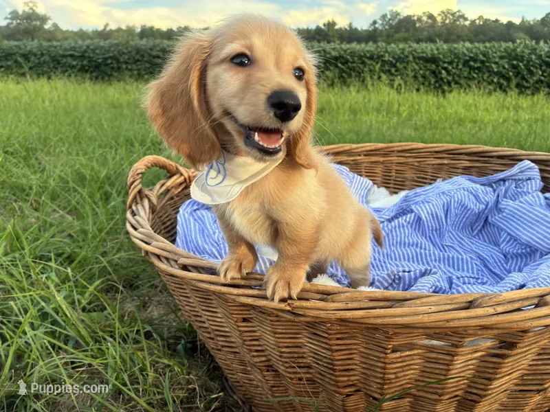Oakley – Miniature Dachshund puppy for sale in Rochelle, GA