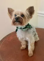 Addie Grace, a female Yorkshire Terrier for sale in Abbeville, GA – 9 of 10