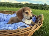 Jasper, a male Dachshund and Miniature Dachshund for sale in Rochelle, GA – 3 of 9