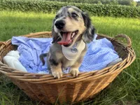 Sebastian, a male Dachshund and Miniature Dachshund for sale in Rochelle, GA – 5 of 10