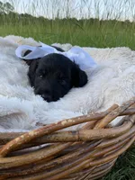 Grizzly , a male Dachshund and Miniature Dachshund for sale in Rochelle, GA – 2 of 10