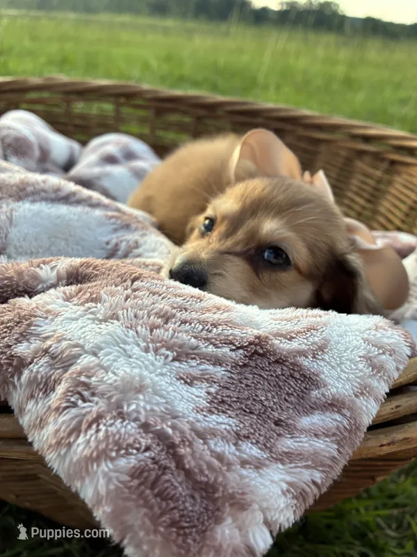 Jasper – Dachshund, Miniature Dachshund puppy for sale in Rochelle, GA
