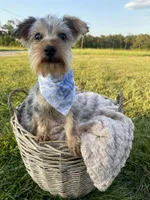 Elliot Theodore, a male Yorkshire Terrier for sale in Abbeville, GA – 6 of 9