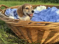 Jasper, a male Dachshund and Miniature Dachshund for sale in Rochelle, GA – 5 of 9