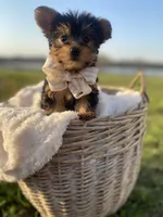 Mr. Furby , a male Yorkshire Terrier for sale in Abbeville, GA – Photo 3 of 10