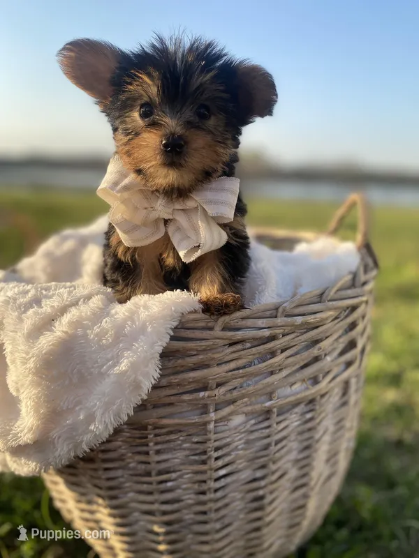 Mr. Furby  – Yorkshire Terrier puppy for sale in Abbeville, GA