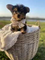 Mr. Furby , a male Yorkshire Terrier for sale in Abbeville, GA – Photo 1 of 10