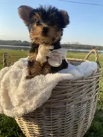 Mr. Furby , a male Yorkshire Terrier for sale in Abbeville, GA – Photo 6 of 10