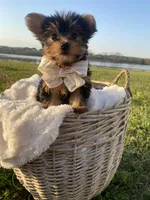 Mr. Furby , a male Yorkshire Terrier for sale in Abbeville, GA – Photo 7 of 10