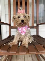 Mr. Furby , a male Yorkshire Terrier for sale in Abbeville, GA – Photo 9 of 10