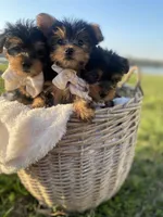Mr. Furby , a male Yorkshire Terrier for sale in Abbeville, GA – Photo 4 of 10