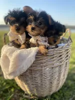 Mr. Furby , a male Yorkshire Terrier for sale in Abbeville, GA – Photo 2 of 10