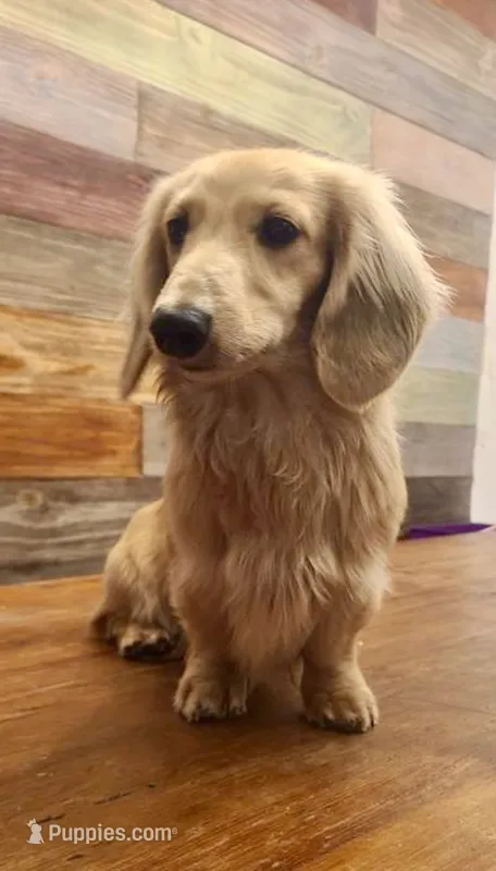 Tripp, a male Dachshund and Miniature Dachshund for sale in Abbeville, GA – 1 of 4