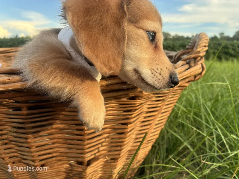 Jasper – Dachshund, Miniature Dachshund puppy for sale in Rochelle, GA