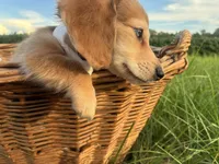 Jasper, a male Dachshund and Miniature Dachshund for sale in Rochelle, GA – 1 of 9