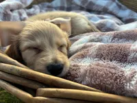 Oakley, a male Miniature Dachshund for sale in Rochelle, GA – 9 of 10